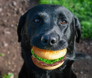 MCDONALDS DOG TREATS 