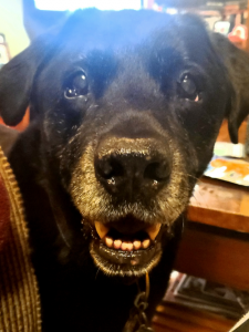 HANDSOME BLACK LABRADOR RETRIEVER