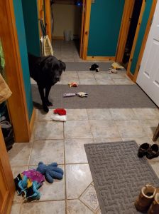 SQUEAKY TOY CARNAGE AND HELL HOLE