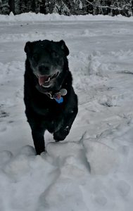 SNOW DOG