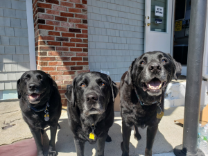 HAPPY, SAD, HAPPY DOG