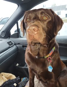 FAITHFUL DOG WAITS FOR OWNER