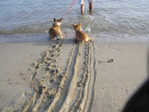 DOGS HATING THE WATER
