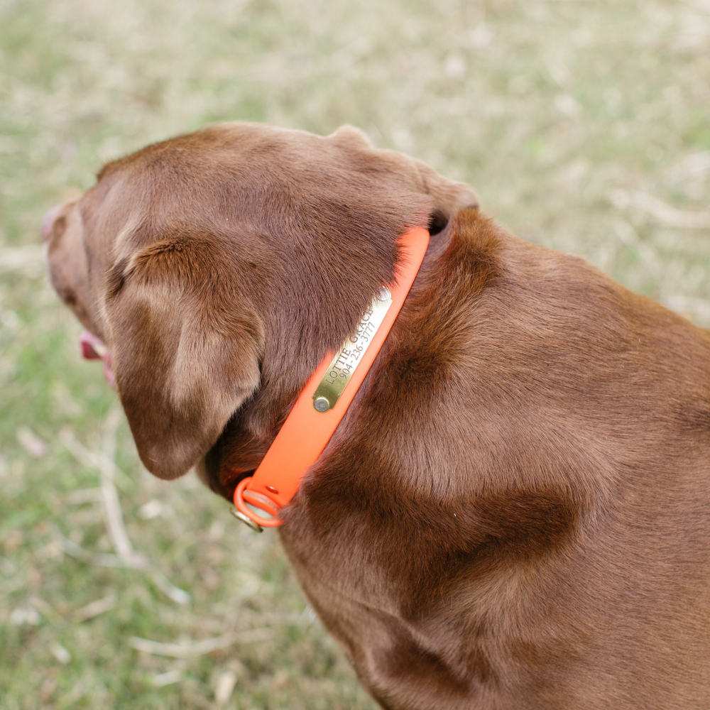 VIILOCK Soft Webbing Pink Dog Collar, Cute Puppy Collars for Small Puppies  Dogs (Bubble Pink, M)