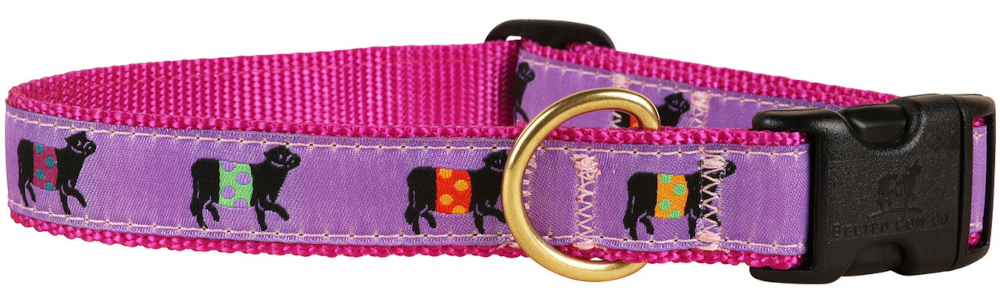 bc-1-inch-ribbon-dog-collar-purple-beltie-1