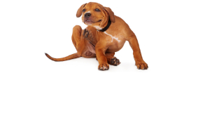 Canine Health > Flea and Tick