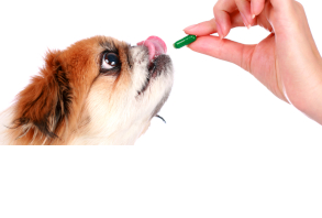 Canine Health > Supplements