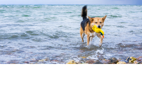 dog_toys-water_toys