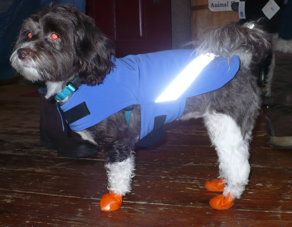 dsd-waterproof-dog-coat-blue-2