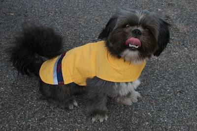 dsnd-dog-raincoat-yellow-2