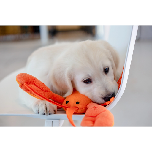 Why utilizing a Snuffle Mat will benefit your pup's brain! - District Dogs