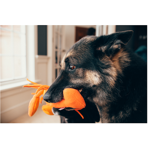 ij-snuffle-dog-toy-lobster-5