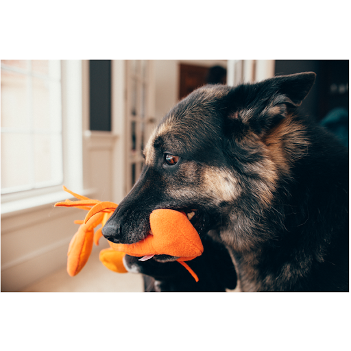 Puppies love snuffle mats! The work-to-eat toys our dog trainers