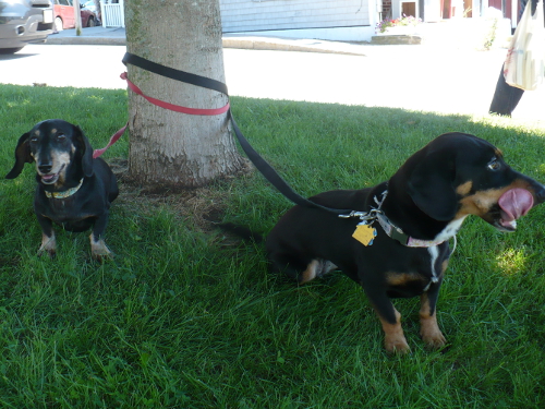 Olive and Ginger the Cute Dachshunds