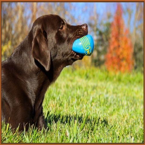 Isqueak Squeaky Dog Ball