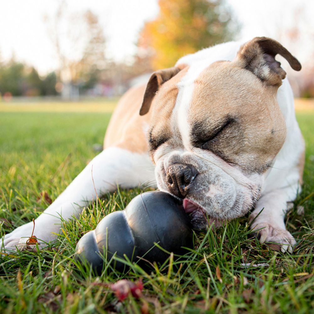 Dog Treat Toy Kong Extreme (Black)