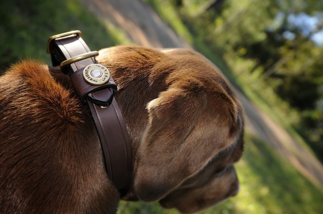 ou-bridle-leather-and-brass-dog-collar-2.jpg
