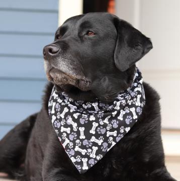 bd-reversible-dog-bandana-red-lobster-paws-and-bones-on-black-1