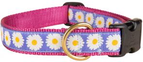 Daisy - 1-inch Ribbon Dog Collar