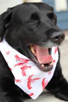 Reversible Dog Bandana w/ Buckle - Red/Blue Lobster