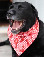 Reversible Dog Bandana - Red Picnic Lobster/Red Bones and Paws