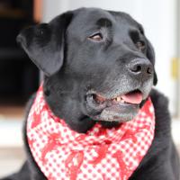 Reversible Dog Bandana - Red Picnic Lobster/Red Paws