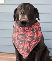 Dog Bandana - Red Lobsters on Black