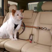 Dog Car Safety Zip Line Restraint