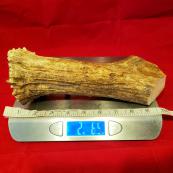 Whole Moose Antlers - Long Lasting Dog Chew - Humungus