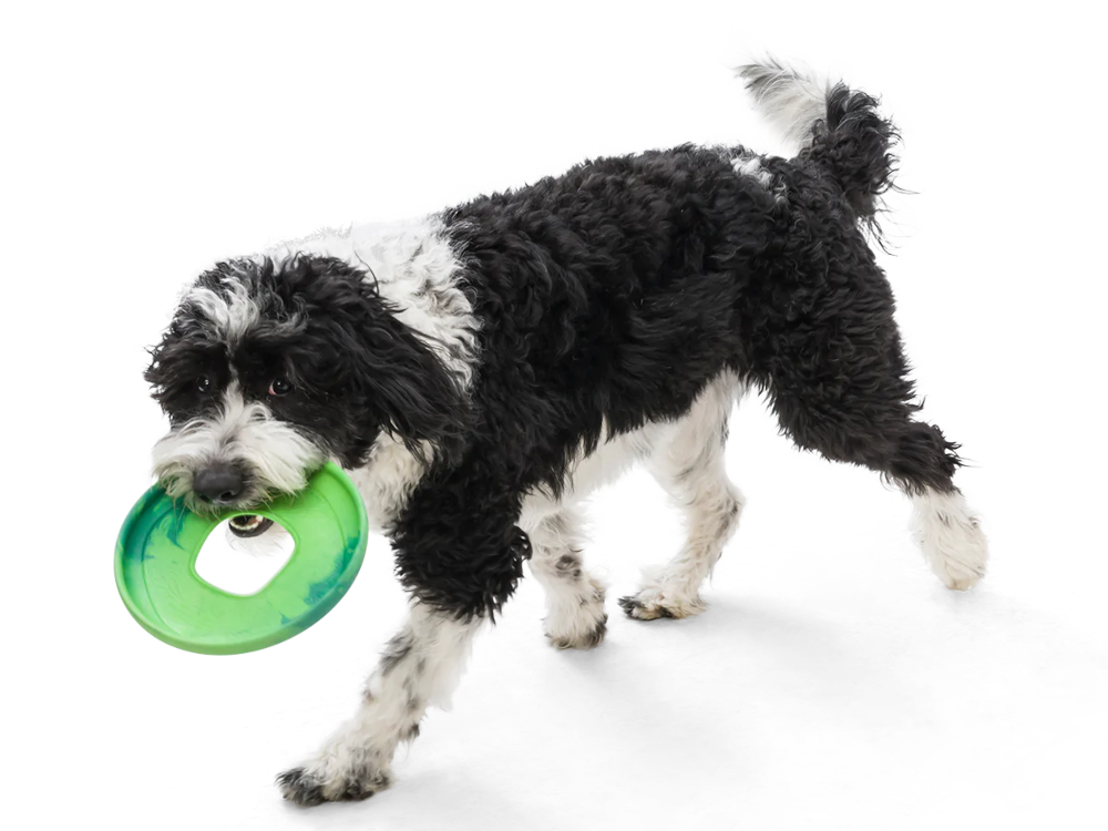 Sailz Dog Fetch Toy